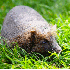 animaux totalement méconnaiss