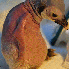 animaux totalement méconnaiss