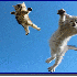 Ces chats se jettent en l’ai