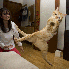 Ces chats se jettent en l’ai