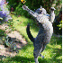 Ces chats se jettent en l’ai