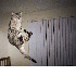 Ces chats se jettent en l’ai