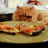 Des Chats pour une délicieuse