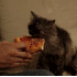 Des Chats pour une délicieuse