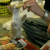 Des Chats pour une délicieuse