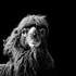 photographies en noir et blanc