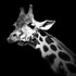 photographies en noir et blanc