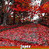 forêts splendides en automne.