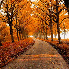 forêts splendides en automne.