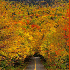 forêts splendides en automne.