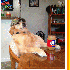 Une chienne talentueuse qui pr