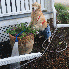 Une chienne talentueuse qui pr