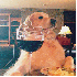 Une chienne talentueuse qui pr