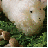 D’adorables animaux en radis