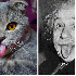 Des chats qui ressemblent a de