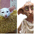 Des chats qui ressemblent a de