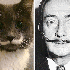 Des chats qui ressemblent a de