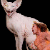 Des chats qui ressemblent a de