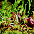 L’intimité des plantes carn