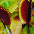 L’intimité des plantes carn