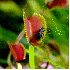 L’intimité des plantes carn