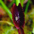 L’intimité des plantes carn