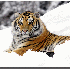 De magnifiques animaux sublim