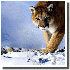 De magnifiques animaux sublim