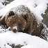 De magnifiques animaux sublim