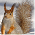 De magnifiques animaux sublim