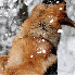 De magnifiques animaux sublim