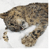 De magnifiques animaux sublim