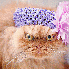 Un chat démoniaque au regard 
