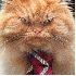 Un chat démoniaque au regard 