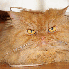 Un chat démoniaque au regard 