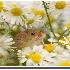 Ces photographies vont vous fa