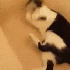 Des chats qui ne s’attendaie