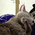 Des chats qui ne s’attendaie