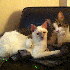 Des chats qui ne s’attendaie