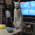 Des chats qui ne s’attendaie