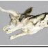 Des chiens en plein saut.