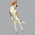 Des chiens en plein saut.