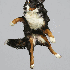 Des chiens en plein saut.