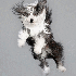 Des chiens en plein saut.
