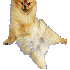 Des chiens en plein saut.