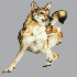Des chiens en plein saut.