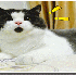 Le petit chat, tout le temps s