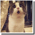 Le petit chat, tout le temps s