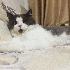Le petit chat, tout le temps s