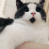 Le petit chat, tout le temps s